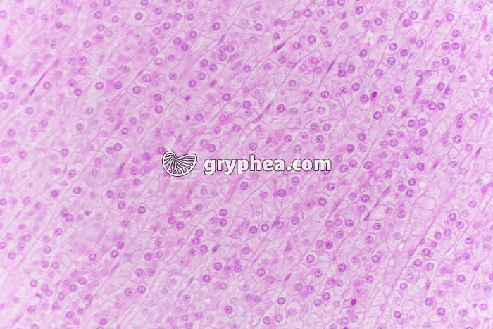 Surrénale - Capsule surrénale (zone fasciculée) x100 - gryphea.com